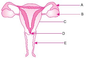 ""CBSE-Class--10-Biology-How-Do-Organisms-Reproduce-6