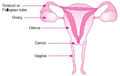 ""CBSE-Class--10-Biology-How-Do-Organisms-Reproduce-7