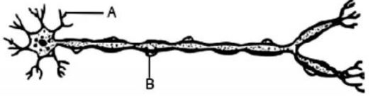 ""CBSE-Class-10-Biology-Control-and-Coordination-1