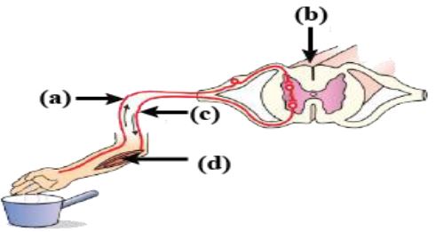 ""CBSE-Class-10-Biology-Control-and-Coordination-3