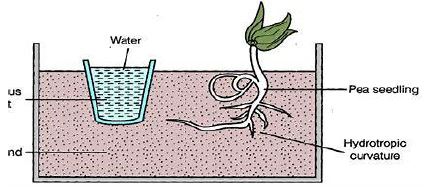 ""CBSE-Class-10-Biology-Control-and-Coordination