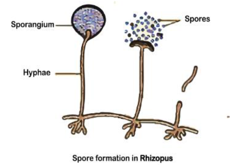 CBSE Class 10 Biology How Do Organisms Reproduce