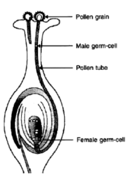 CBSE Class 10 Biology How Do Organisms Reproduce