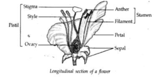 CBSE Class 10 Biology How Do Organisms Reproduce