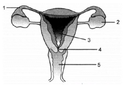 CBSE Class 10 Biology How Do Organisms Reproduce