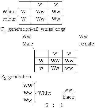 ""CBSE-Class-10-Science-Heredity-and-Evolution-1