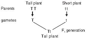 ""CBSE-Class-10-Science-Heredity-and-Evolution-2