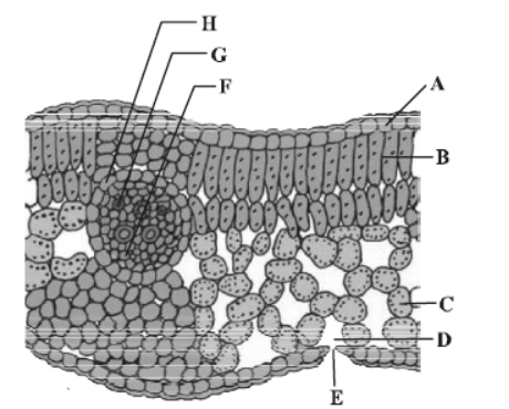 CBSE Class 11 Biology Anatomy of Flowering Plants