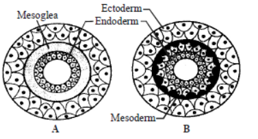 CBSE Class 11 Biology Animal Kingdom