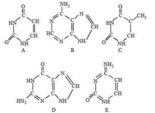 CBSE Class 11 Biology Biomolecules 