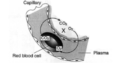 CBSE Class 11 Biology Breathing and Exchange of Gases