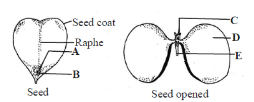 CBSE Class 11 Biology Morphology of Flowering Plants