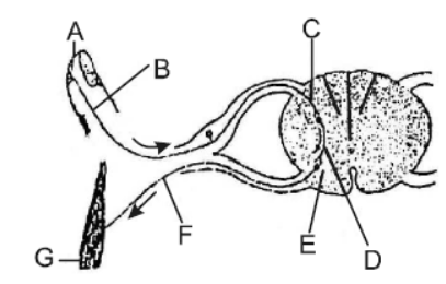 CBSE Class 11 Biology Neural Control and Coordination