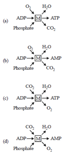 CBSE Class 11 Biology Respiration in Plants