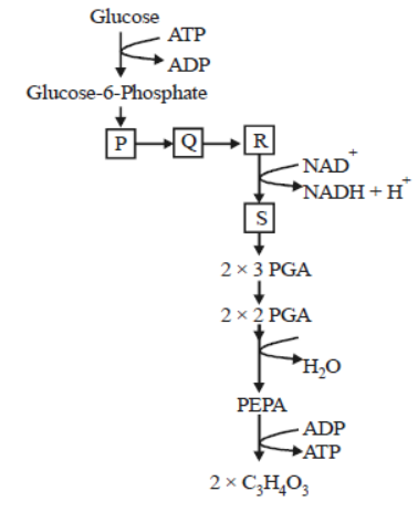 CBSE Class 11 Biology Respiration in Plants