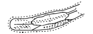 CBSE Class 11 Body Fluids and Circulation