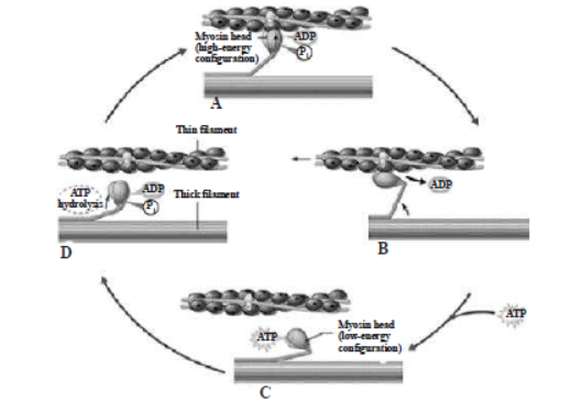 CBSE Class 11 Locomotion and Movement