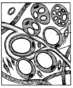 CBSE Class 11 Structural Organization in Animals