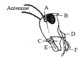 CBSE Class 11 Structural Organization in Animals