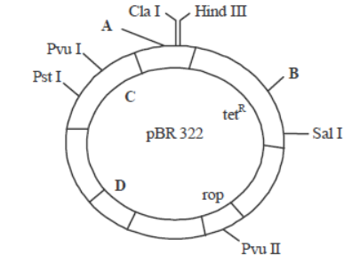 CBSE Class 12 Biology Biotechnology Principles and Processes