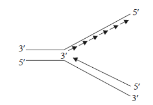 CBSE Class 12 Biology Molecular Basis of Inheritance