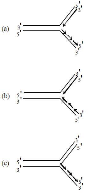 CBSE Class 12 Biology Molecular Basis of Inheritance