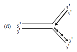 CBSE Class 12 Biology Molecular Basis of Inheritance