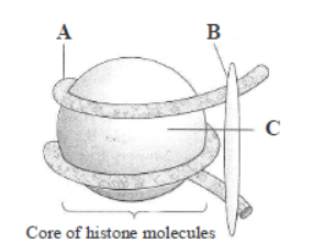 CBSE Class 12 Biology Molecular Basis of Inheritance