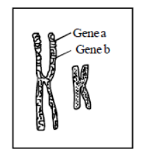 CBSE Class 12 Biology Principles of Inheritance And Variation