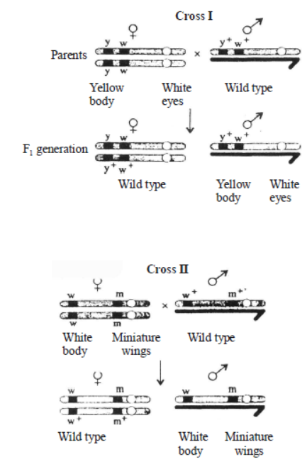 CBSE Class 12 Biology Principles of Inheritance And Variation