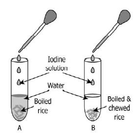 ""CBSE-Class-7-Science-Sample-Paper-Set-6-10