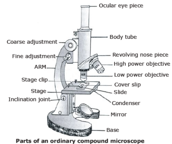 CBSE Class 8 Science Cell Structure And Functions