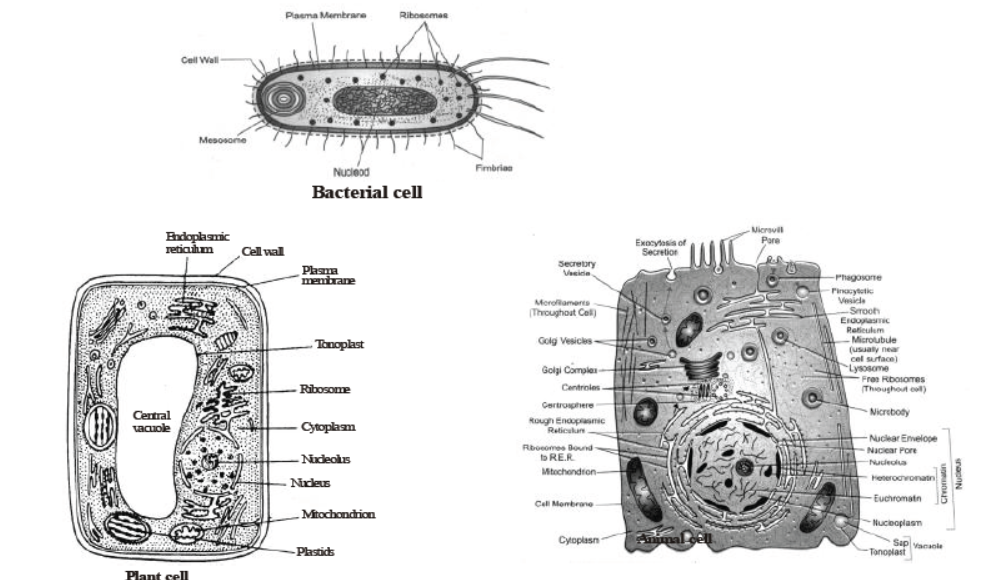 CBSE Class 8 Science Cell Structure And Functions