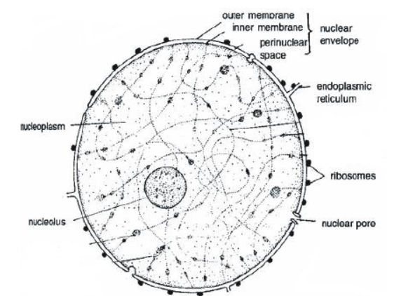 CBSE Class 8 Science Cell Structure And Functions