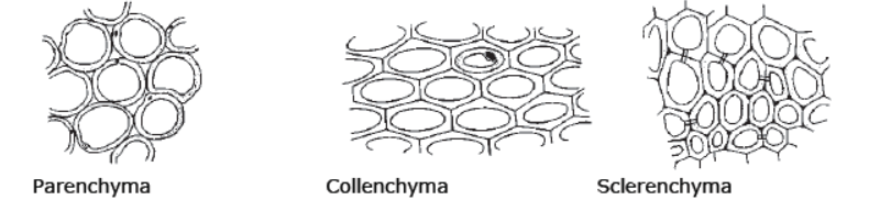 CBSE Class 8 Science Cell Structure And Functions