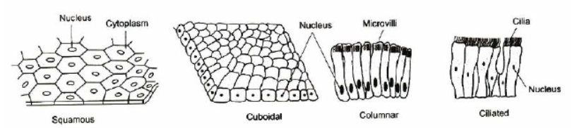 CBSE Class 8 Science Cell Structure And Functions