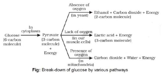 ""Class-10-Science-Life-Processes-1