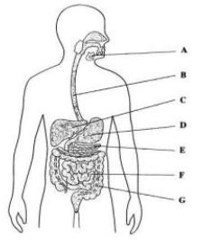 ""Class-10-Science-Life-Processes