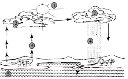 cbse-class-3-dcience-water-mcqs