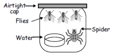 cbse-class-3-science-animal-life-mcqs