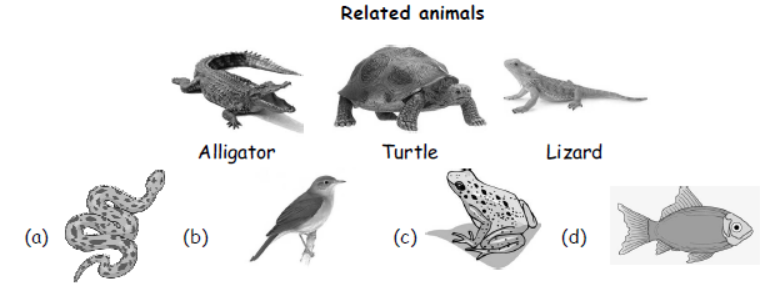 cbse-class-3-science-animal-life-mcqs