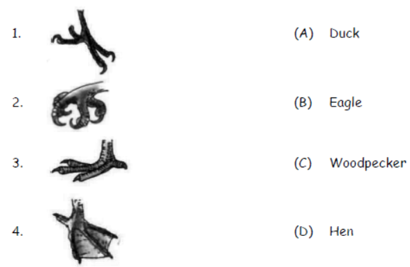 cbse-class-3-science-birds-mcqs