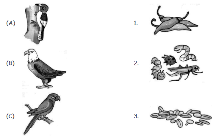 cbse-class-3-science-birds-mcqs