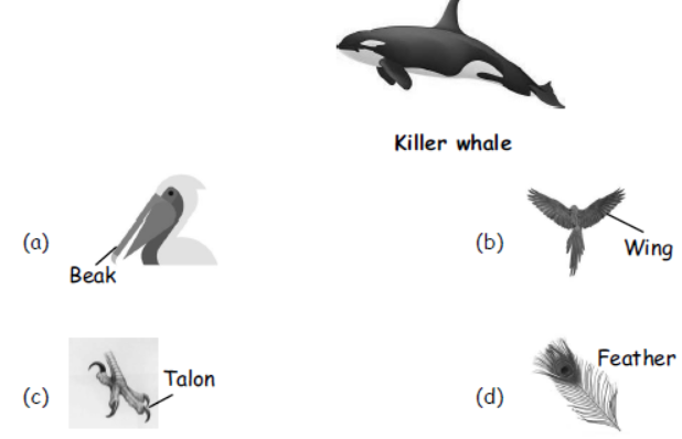 cbse-class-3-science-birds-mcqs