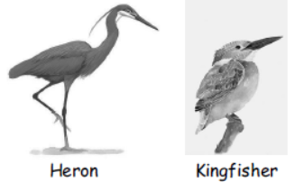 cbse-class-3-science-birds-mcqs