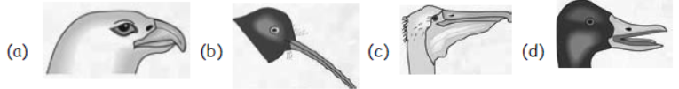 cbse-class-3-science-birds-mcqs