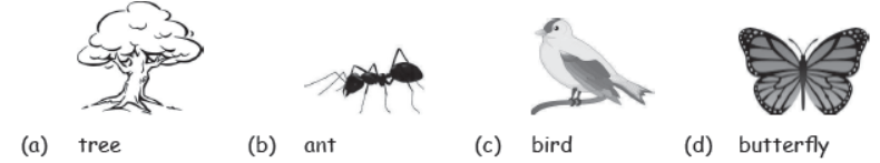 cbse-class-3-science-living-and-non-living-things-msqs