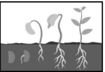 cbse-class-3-science-living-and-non-living-things-msqs