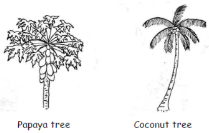 cbse-class-3-science-plants-mcqs