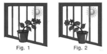 cbse-class-3-science-plants-mcqs